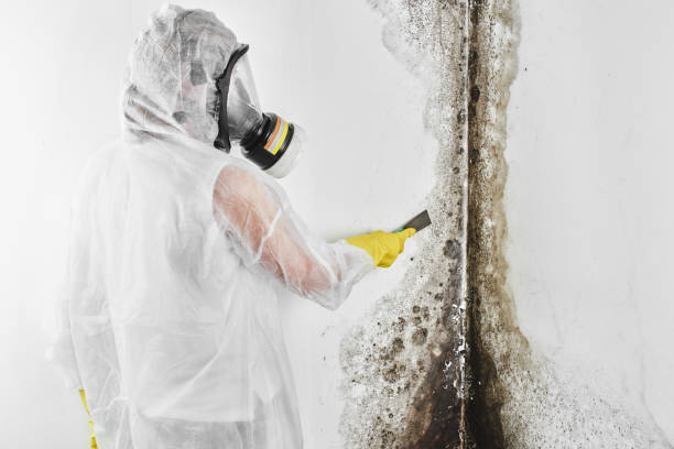 Best Emergency Mold Remediation in Cnelius, OR