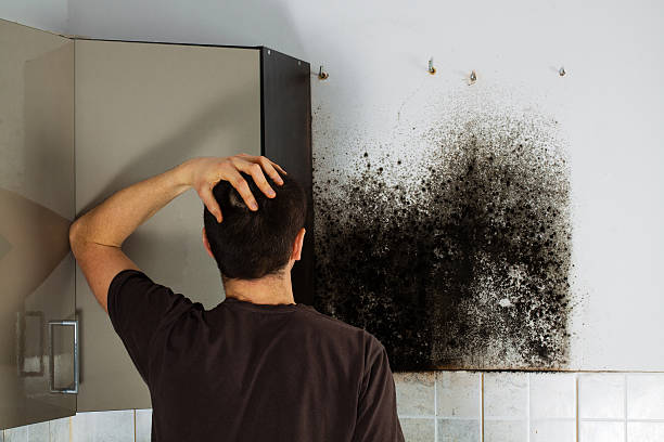 Best Kitchen Mold Remediation in Cnelius, OR