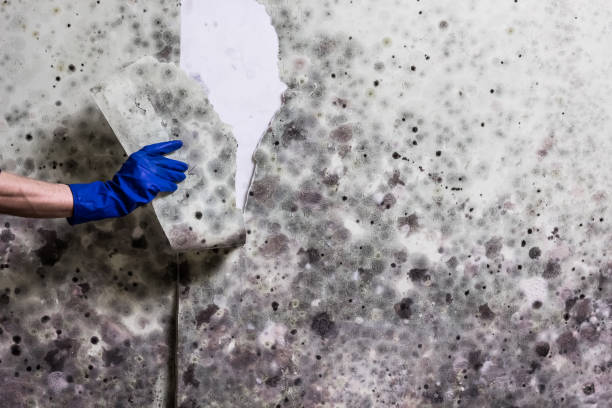 Best Basement Mold Remediation in Cnelius, OR